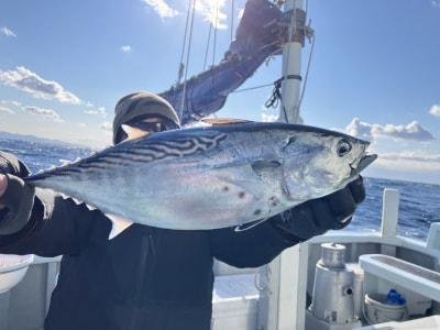 ソーダガツオ(ヒラソウダ)