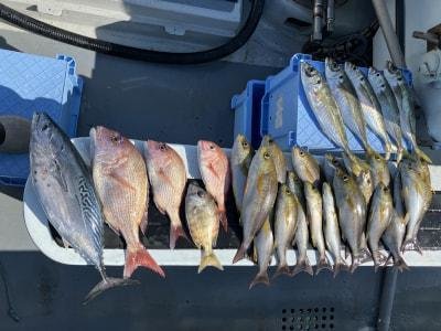 マダイ・メイチダイ・イサキ・ソーダガツオ(ヒラソウダ)