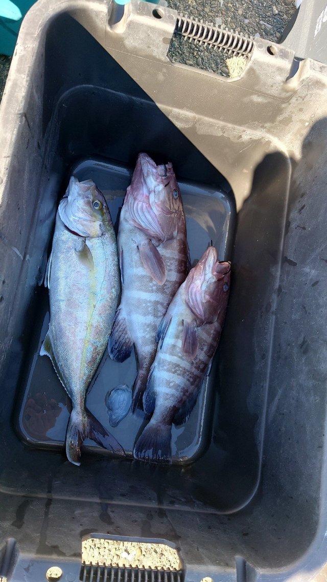 マハタ・カンパチ