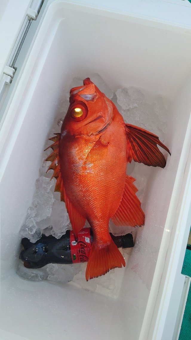 キントキ(チカメキントキ)