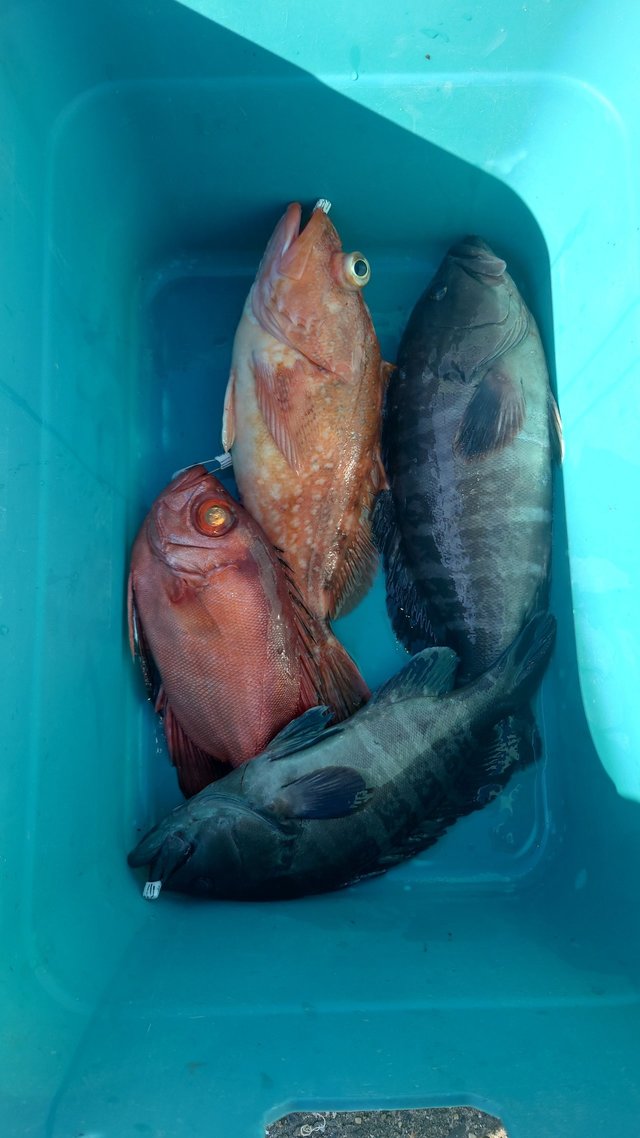 マハタ・キントキ(チカメキントキ)・ウッカリカサゴ