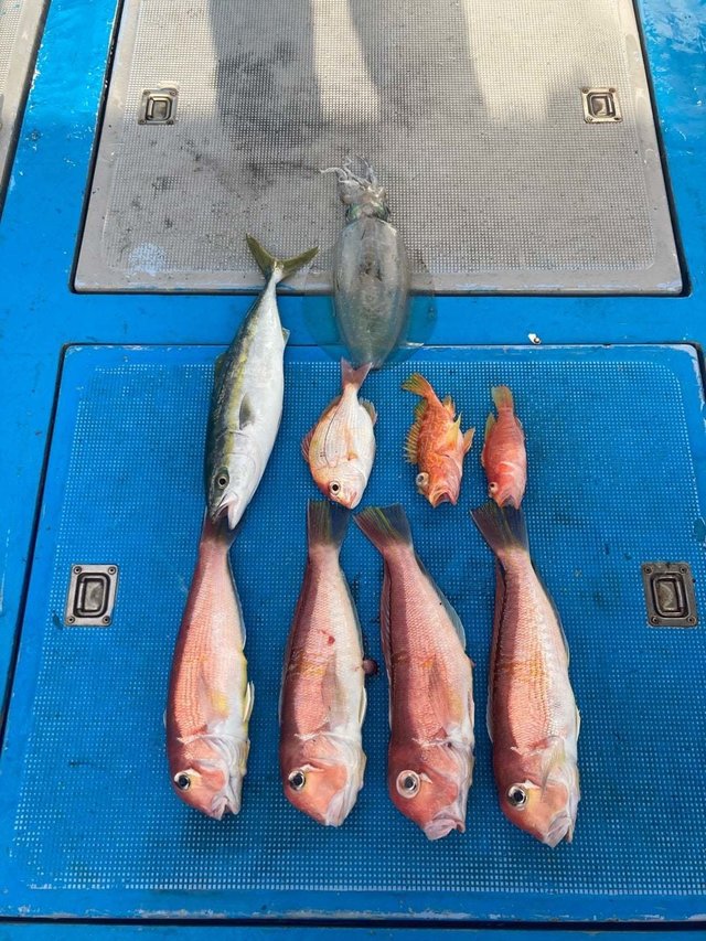 アマダイ(アカアマダイ)