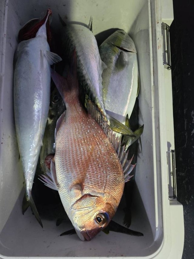 マダイ・イナダ(ブリ)・マサバ