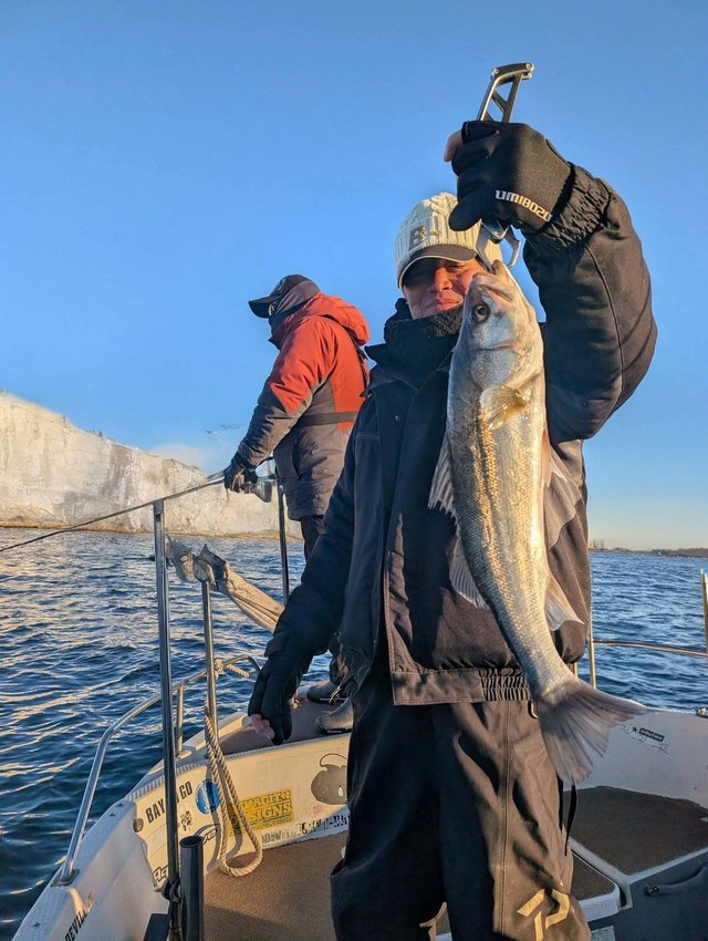 シーバス(スズキ)