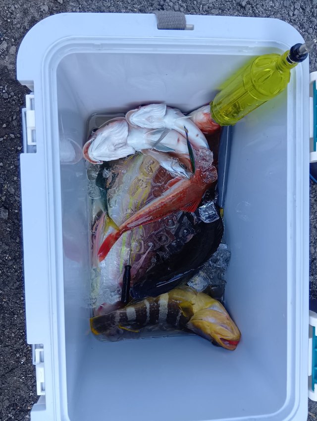 メジナ・アジ(マアジ)・アマダイ(アカアマダイ)・イトヨリ(イトヨリダイ)・ホウボウ・サバ(ゴマサバ)