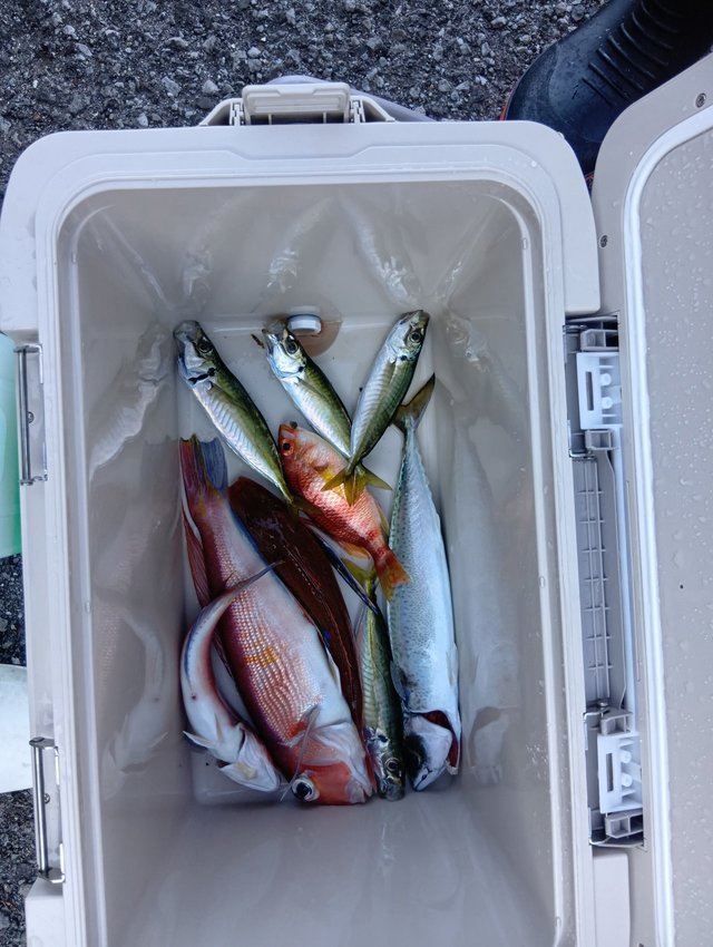 アジ(マアジ)・イトヨリ(イトヨリダイ)