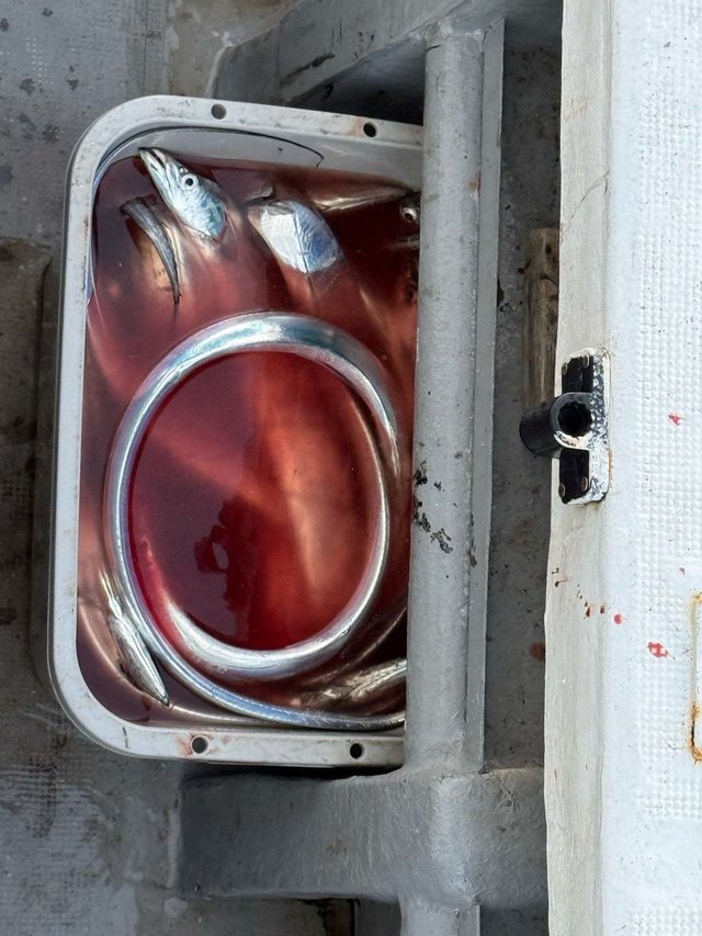 タチ(タチウオ)