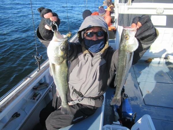 シーバス(スズキ)