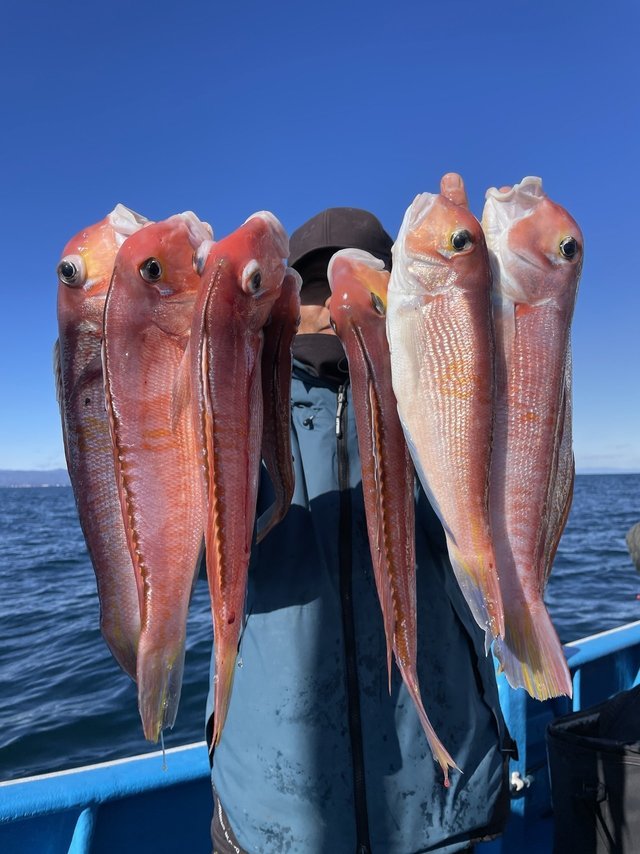 アマダイ(アカアマダイ)