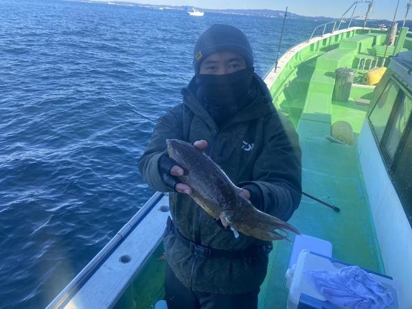 モンゴウイカ(カミナリイカ)