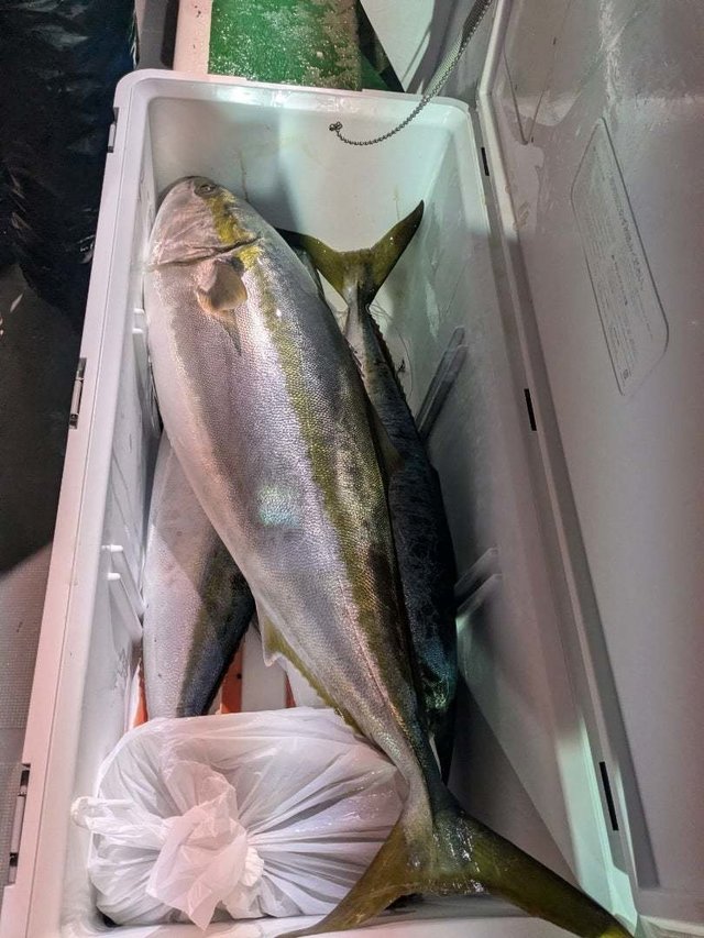 ブリ・ワラサ(ブリ)