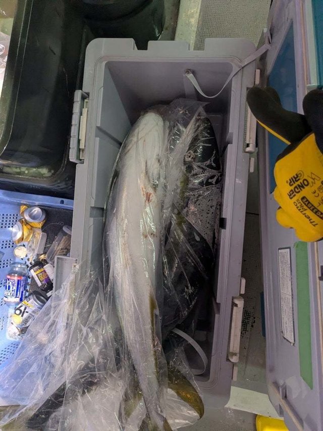 ブリ・ワラサ(ブリ)