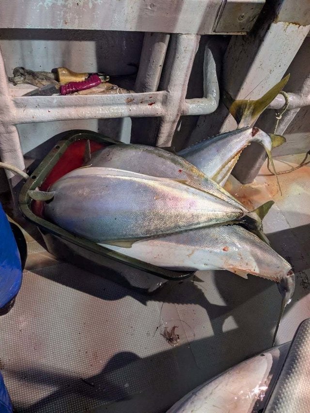 ブリ・ワラサ(ブリ)