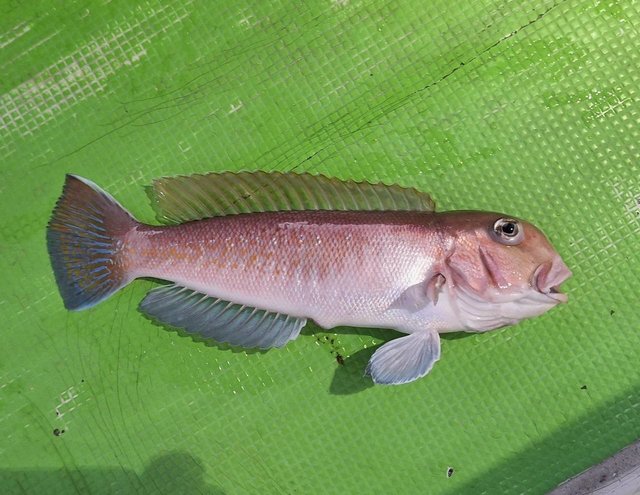 アマダイ(アカアマダイ)