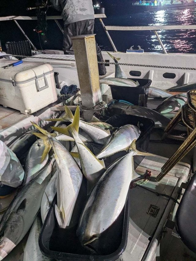 ブリ・ワラサ(ブリ)