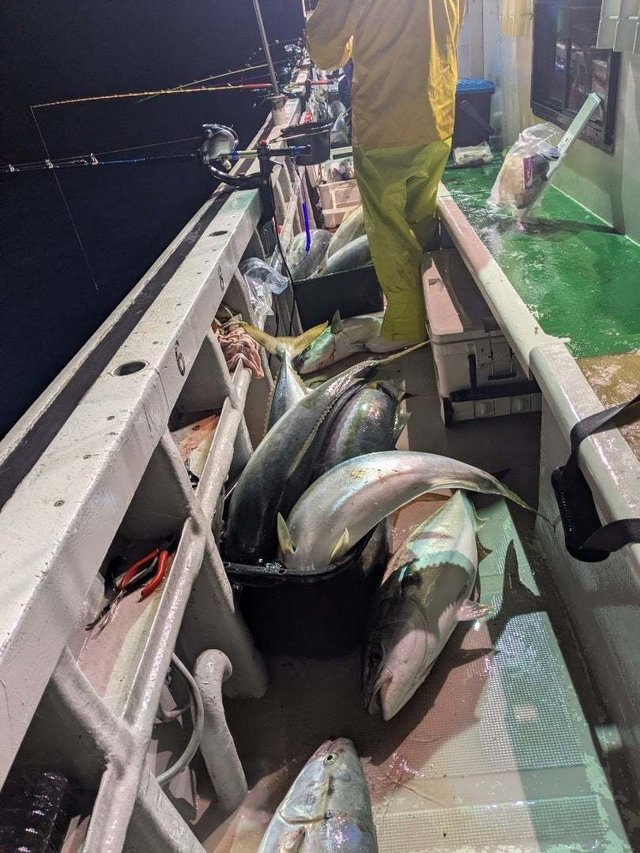 ブリ・ワラサ(ブリ)