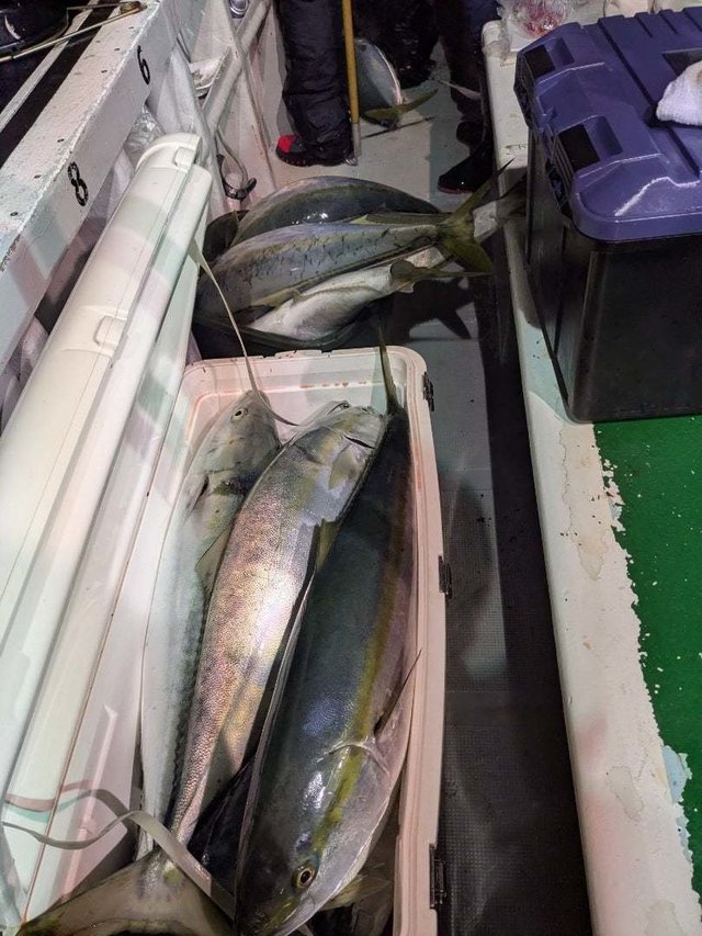 ブリ・ワラサ(ブリ)