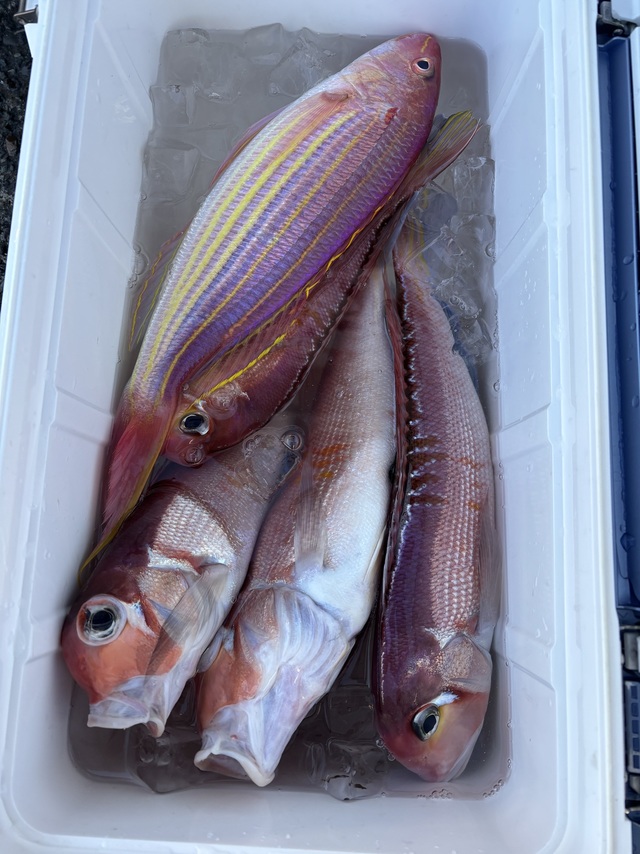 アマダイ(アカアマダイ)