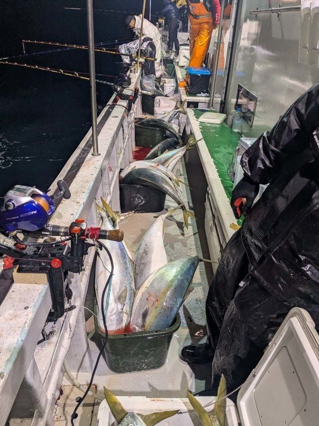 ブリ・ワラサ(ブリ)