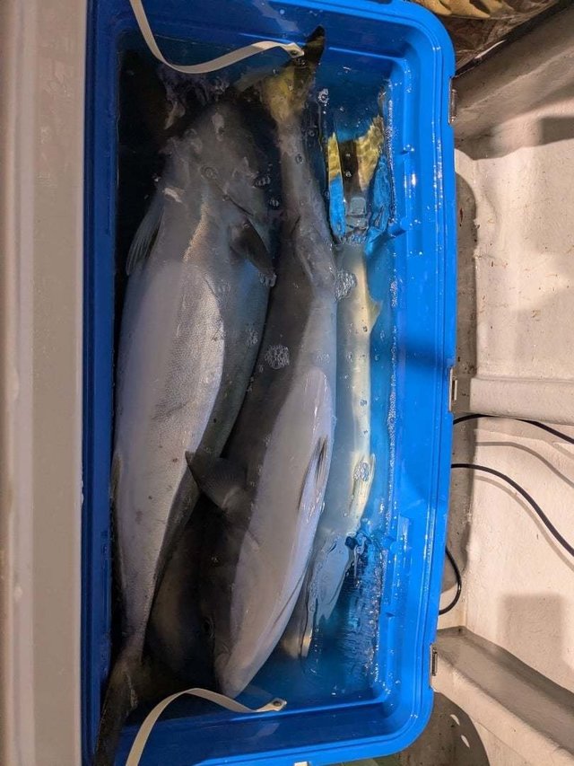 ブリ・ワラサ(ブリ)