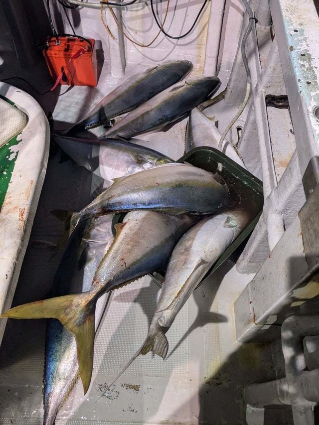 イナダ(ブリ)・ワラサ(ブリ)