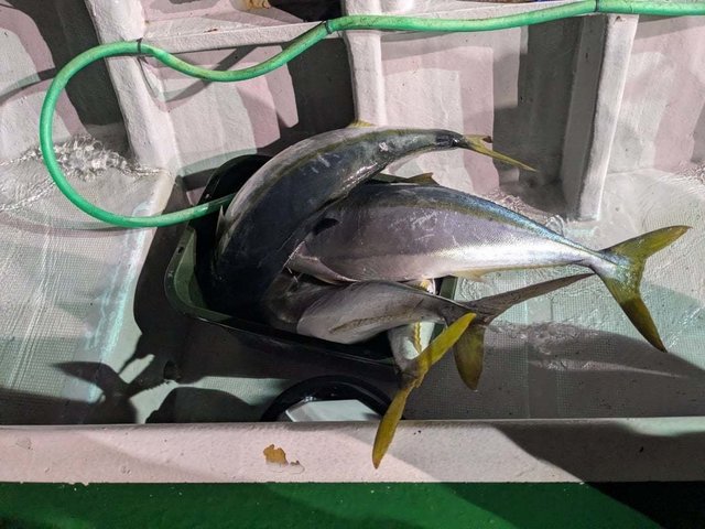 ブリ・ワラサ(ブリ)