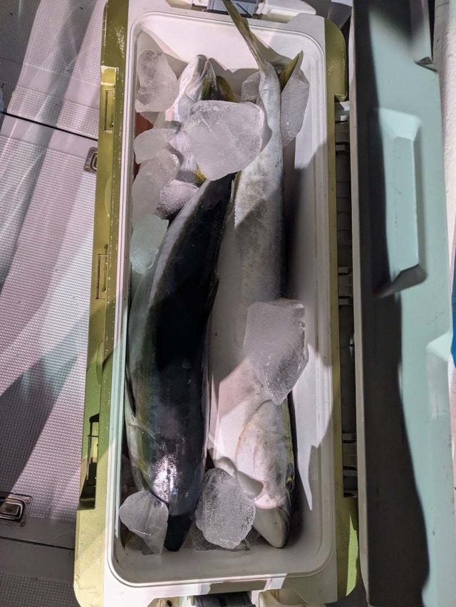 ブリ・ワラサ(ブリ)