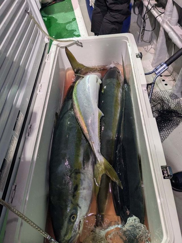 ブリ・イナダ(ブリ)・ワラサ(ブリ)