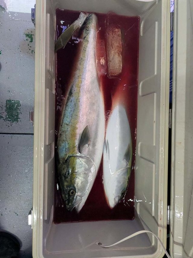 ブリ・ワラサ(ブリ)