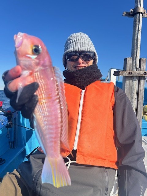 アマイオ(ダイミョウサギ)