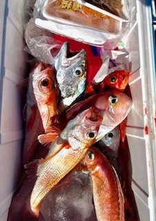 アマダイ(アカアマダイ)・アカムツ