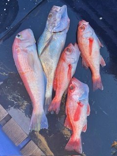 アマダイ(アカアマダイ)・アカムツ