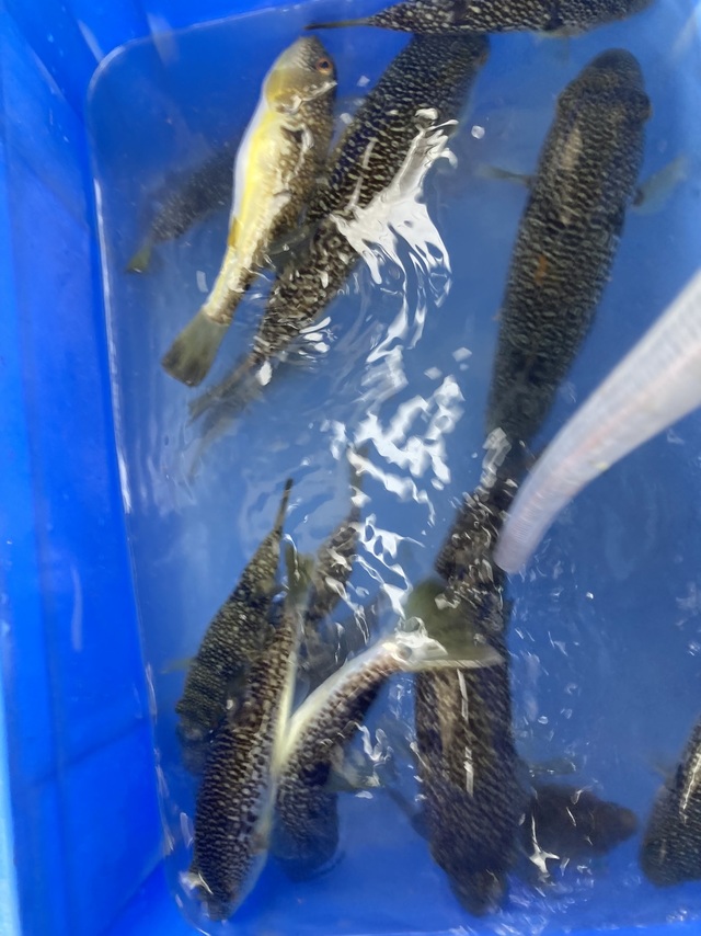 ショウサイフグ