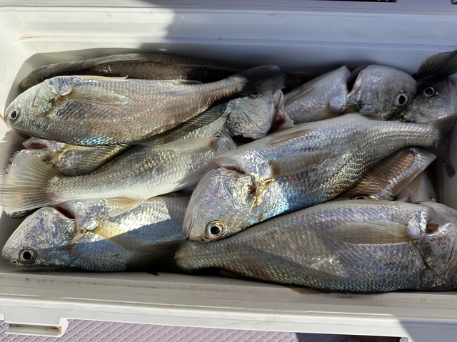 イシモチ(シログチ)