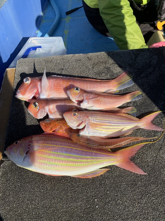 アマダイ(アカアマダイ)