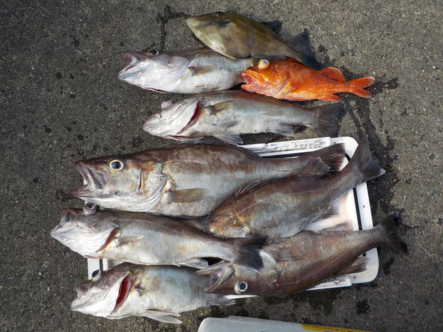 アラ・カンコ(ウッカリカサゴ)