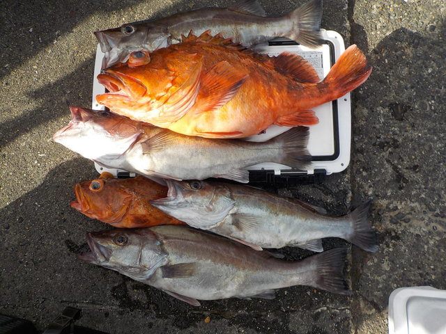 アラ・カンコ(ウッカリカサゴ)