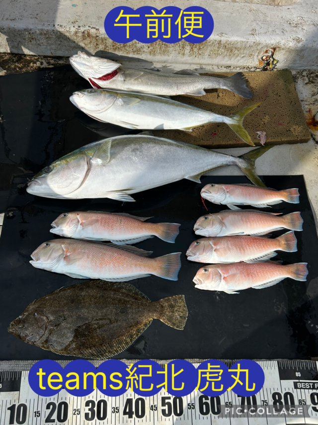 スズキ・ブリ・メジロ(ブリ)・シロアマダイ・ヒラメ