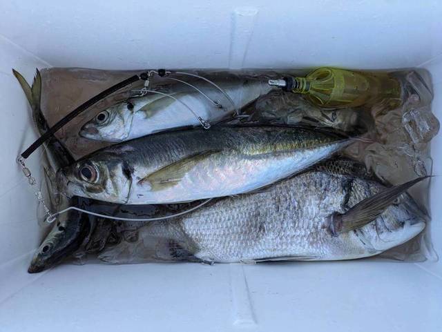 クロダイ・アジ(マアジ)