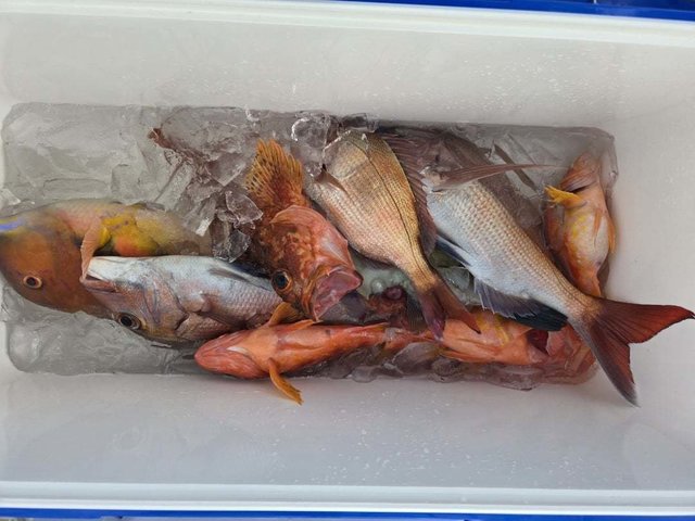 マダイ・カンダイ(コブダイ)・イラ・カサゴ