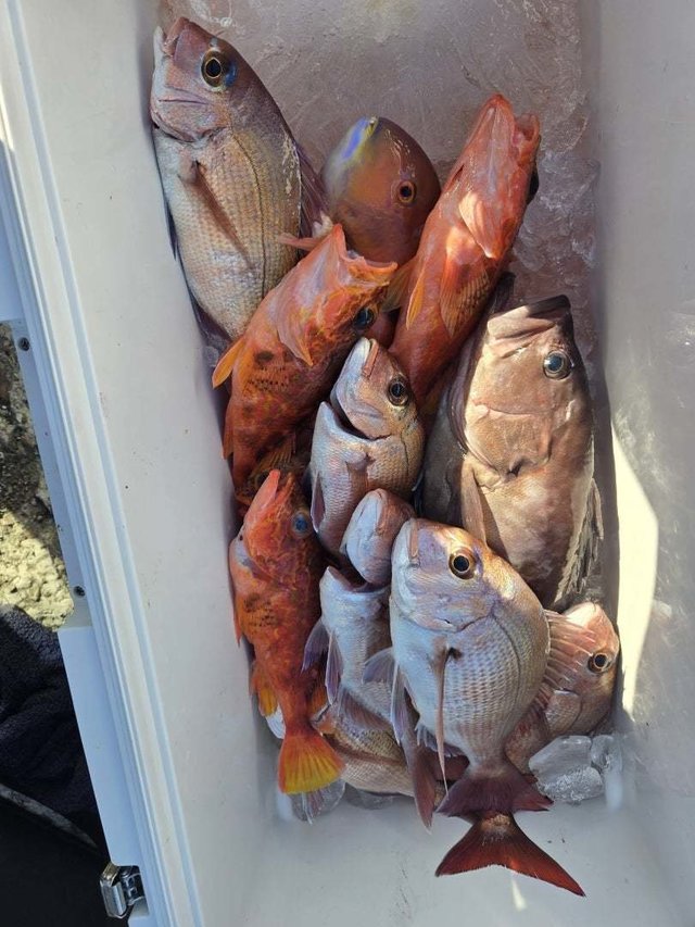 マダイ・カンダイ(コブダイ)・イラ・カサゴ・ハタ(マハタ)