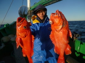 ベニアコウ(オオサガ)