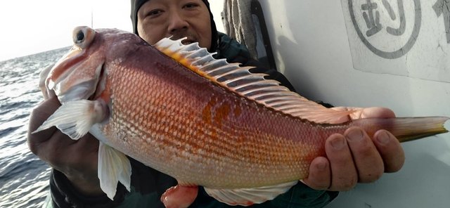 アマダイ(アカアマダイ)