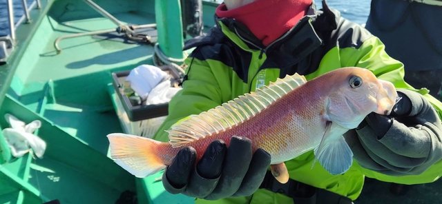 アマダイ(アカアマダイ)