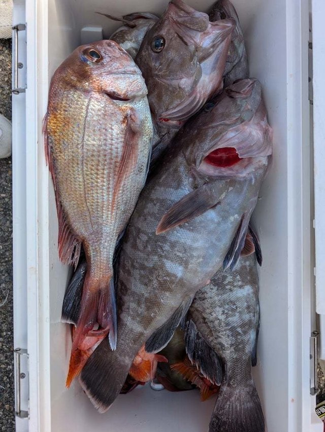 マダイ・ハタ(マハタ)