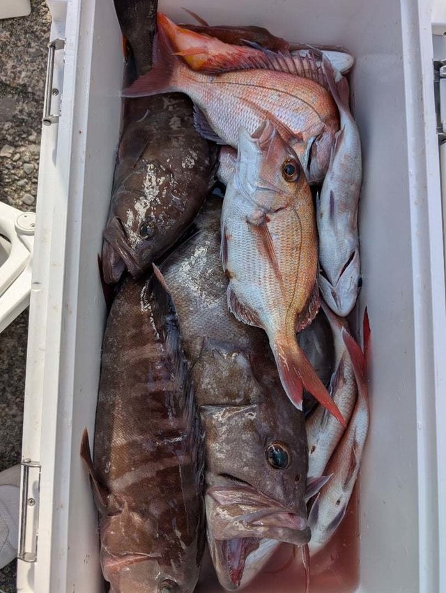 マダイ・ハタ(マハタ)