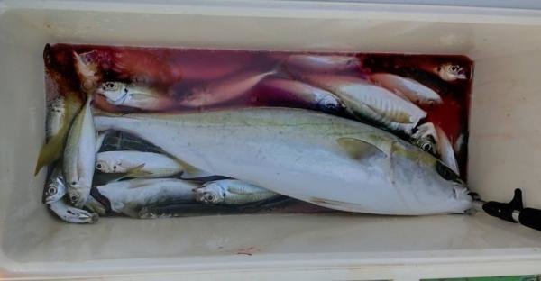 イナダ(ブリ)・ワラサ(ブリ)