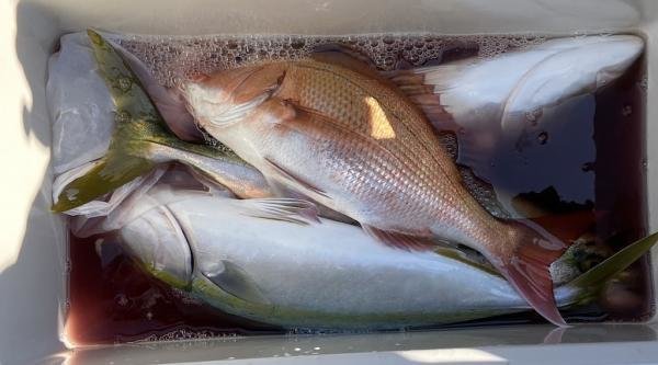 マダイ・イナダ(ブリ)