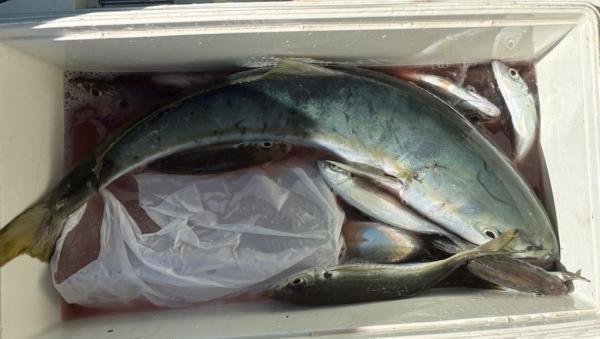 アジ(マアジ)・ワラサ(ブリ)