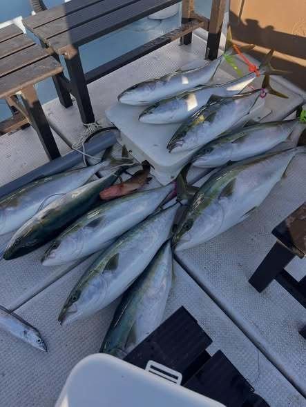 キジハタ・ブリ・メジロ(ブリ)